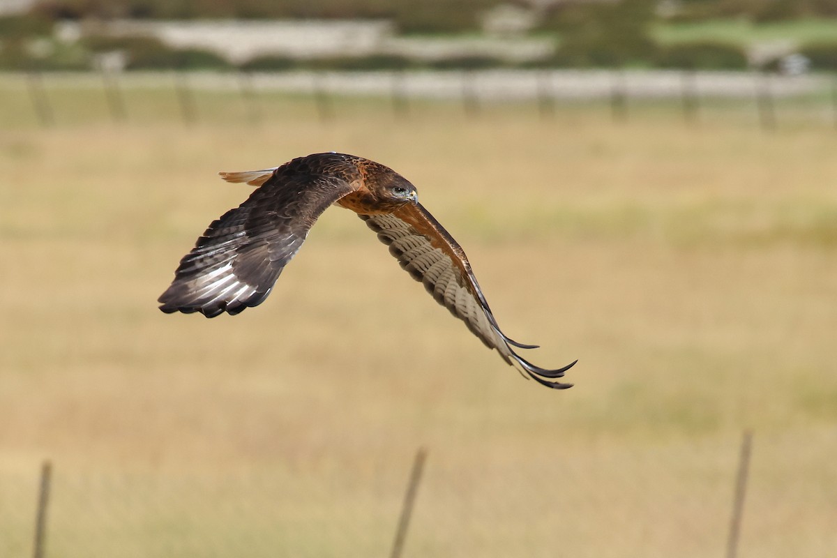Upland Buzzard - ML642517623