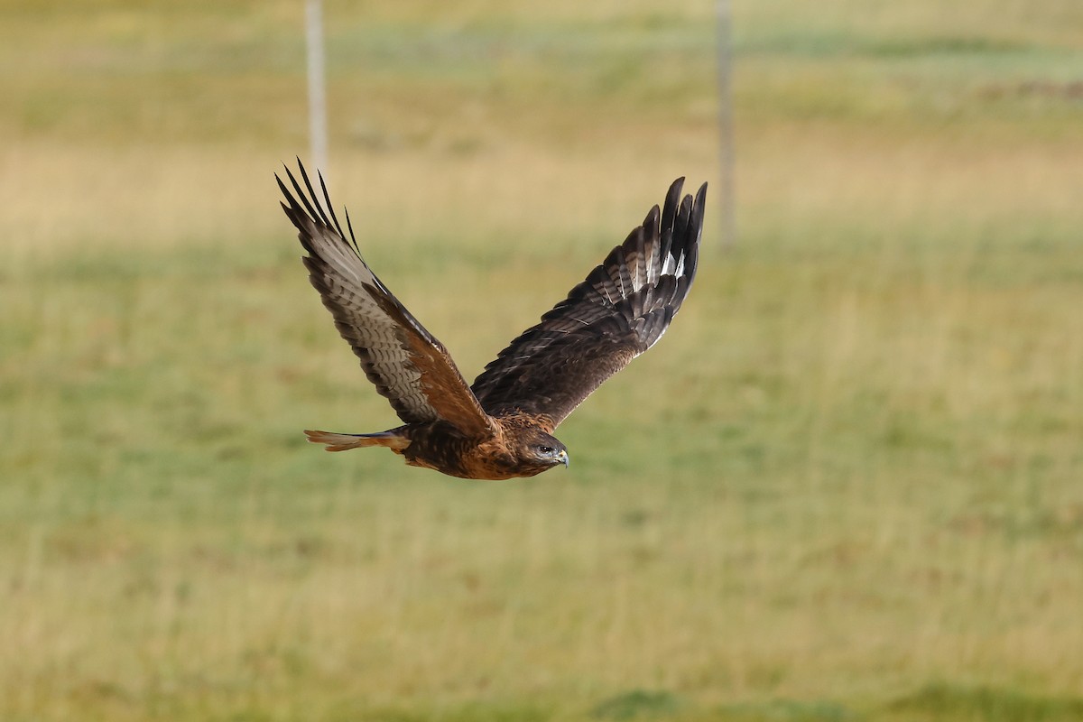 Upland Buzzard - ML642517624