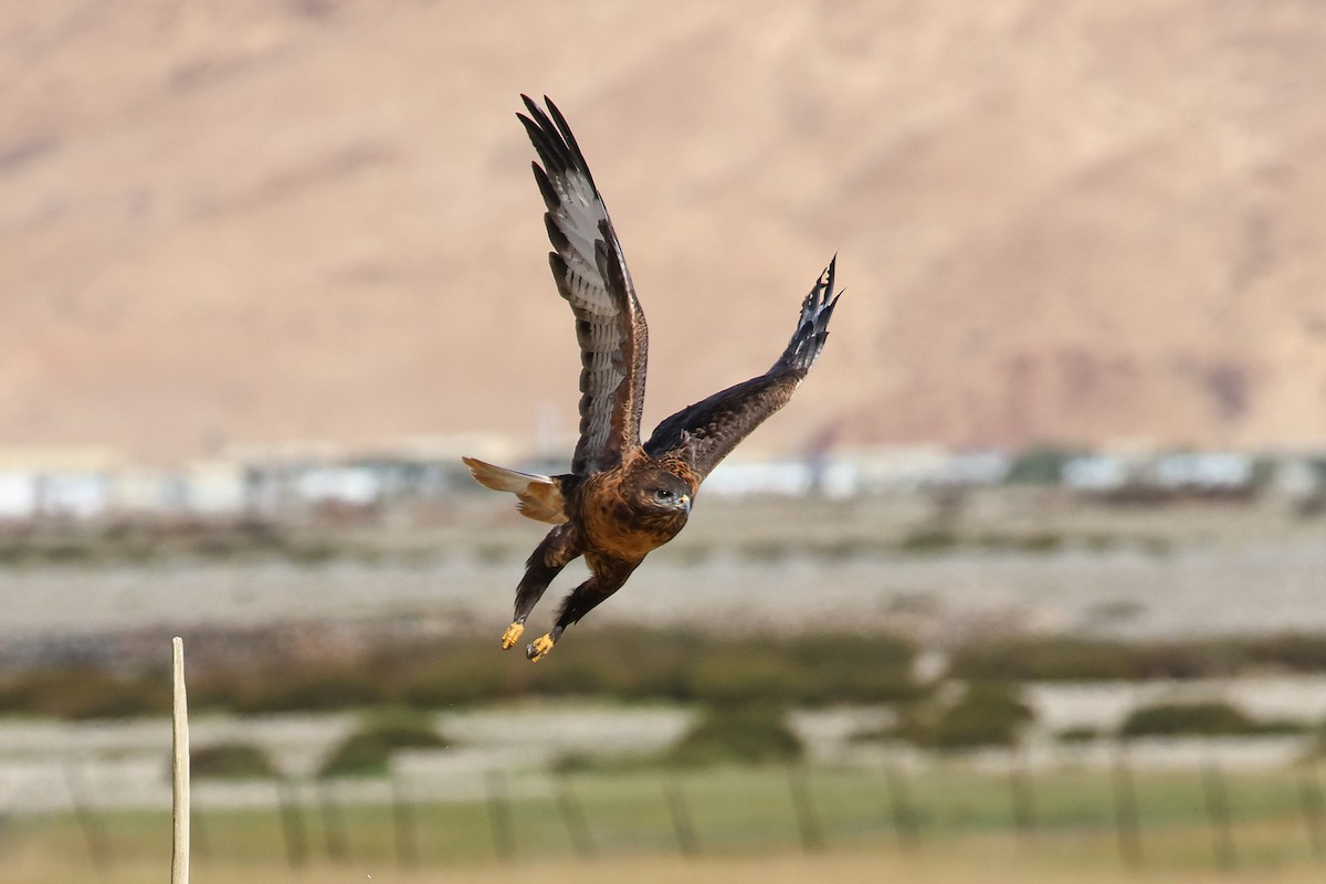 Upland Buzzard - ML642517625