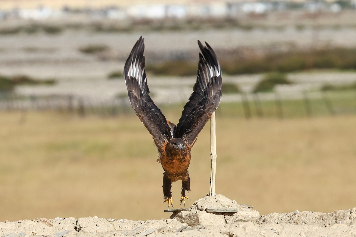 Upland Buzzard - ML642517626