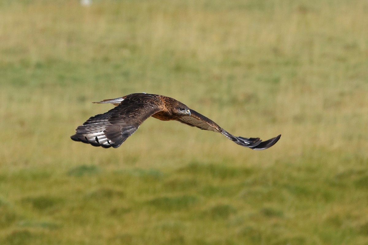 Upland Buzzard - ML642517627