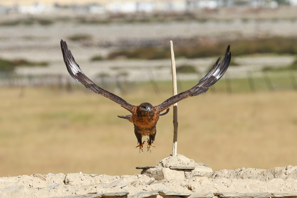 Upland Buzzard - ML642517628