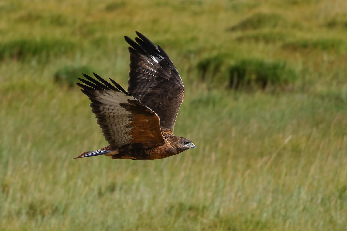 Upland Buzzard - ML642517629
