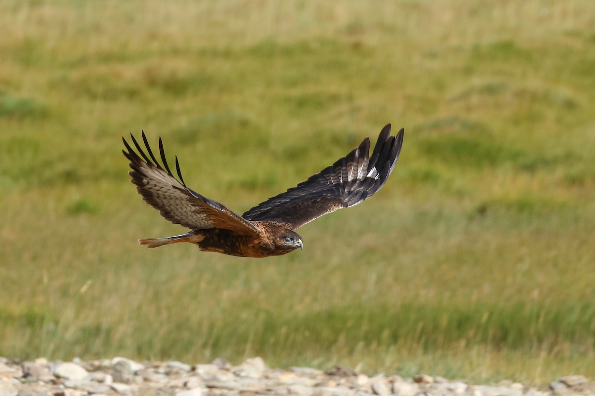 Upland Buzzard - ML642517630