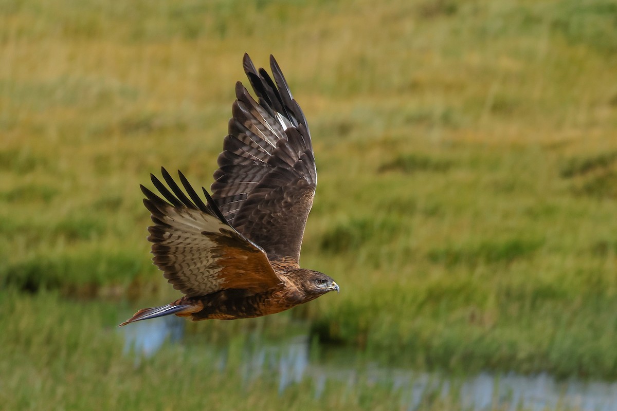 Upland Buzzard - ML642517631