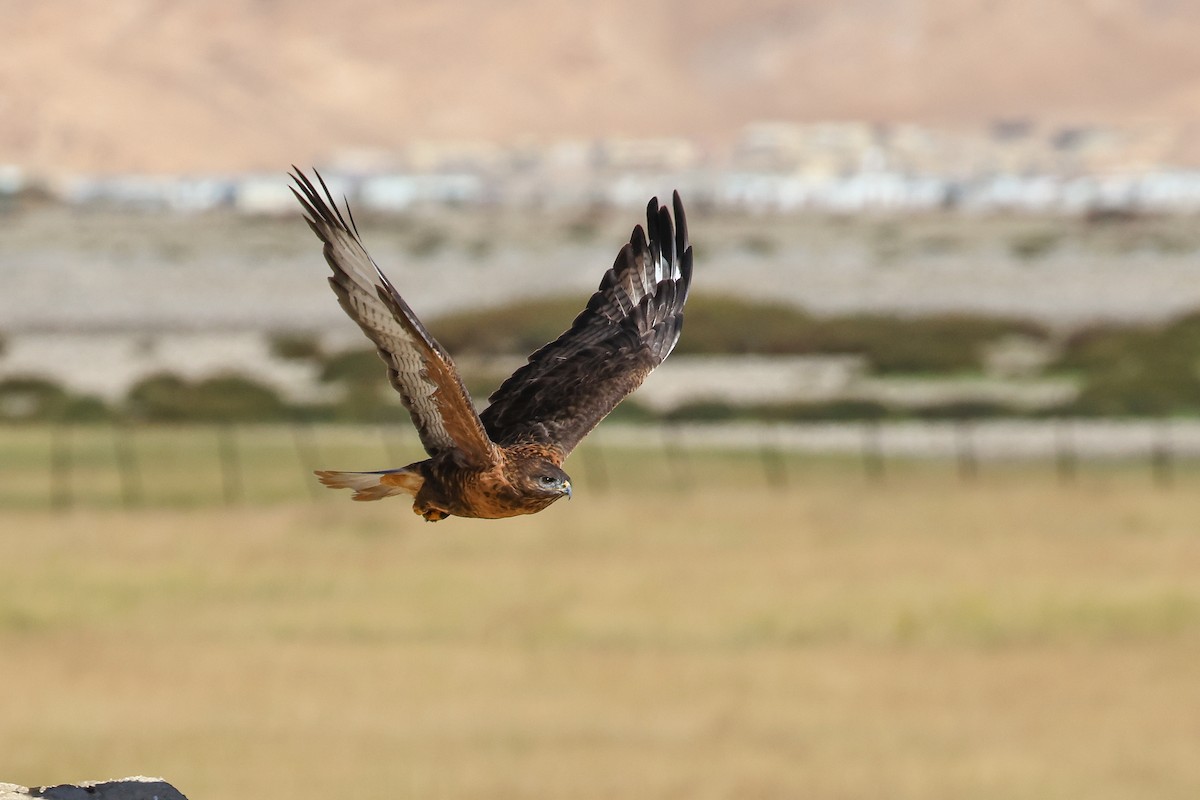 Upland Buzzard - ML642517632
