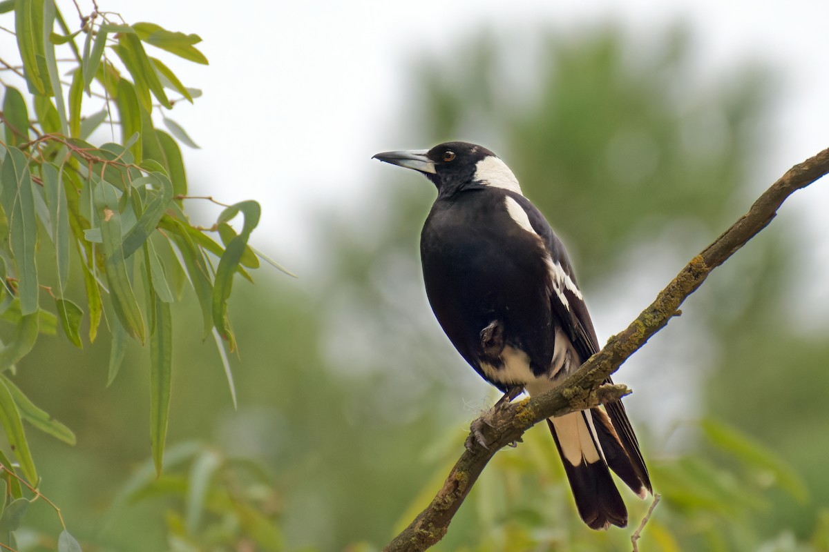 Australian Magpie (White-backed) - ML642517633