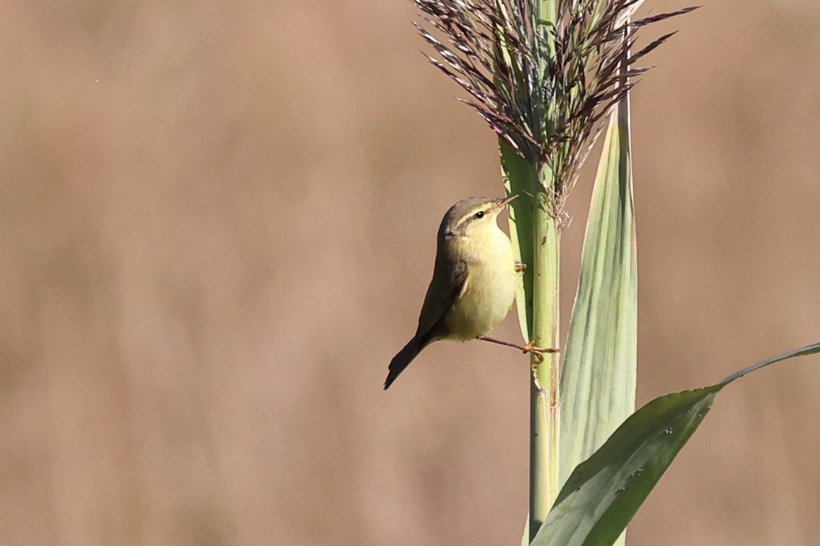 Willow Warbler - ML642517634