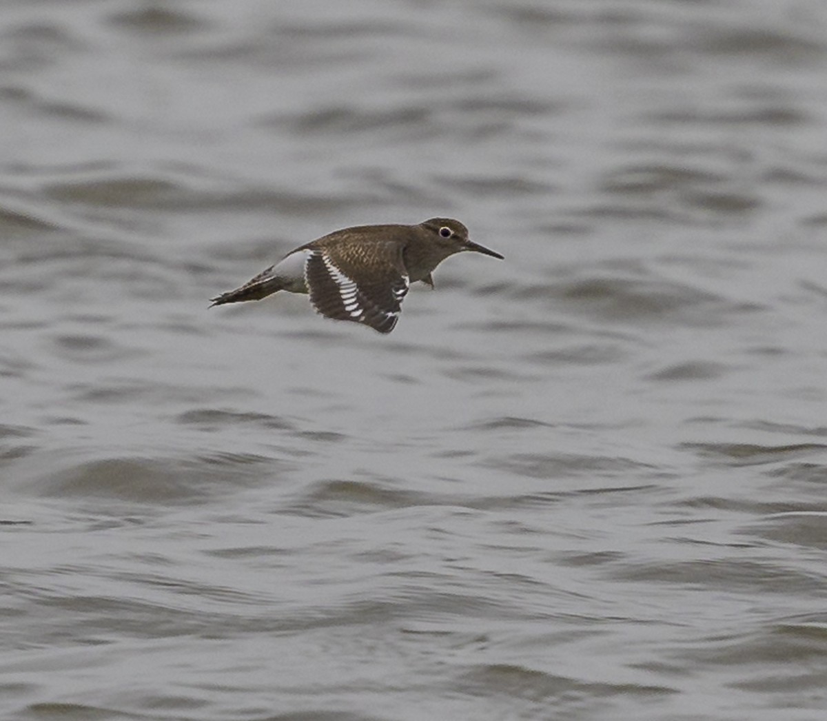 Common Sandpiper - ML642517636