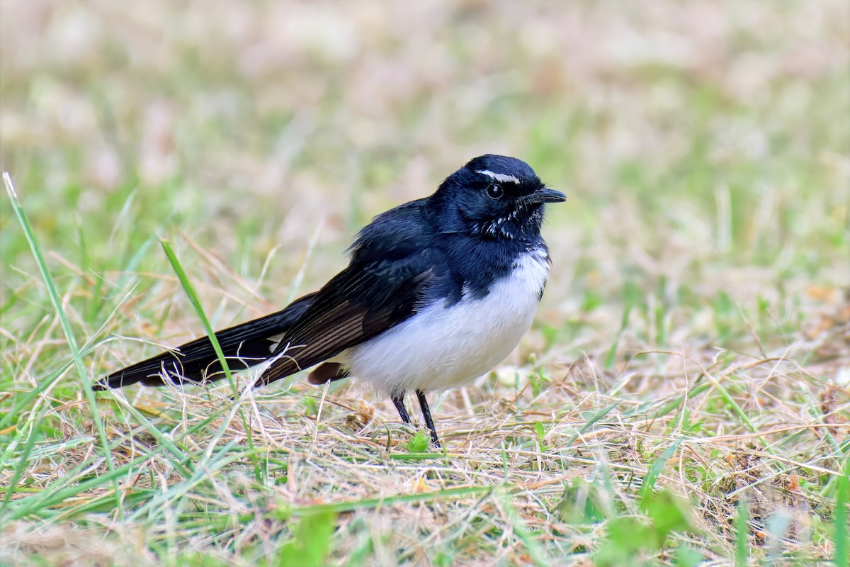 Willie-wagtail - ML642517637