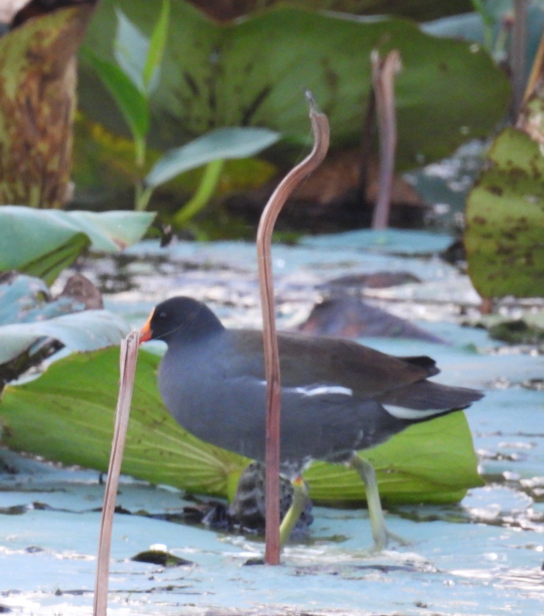 Common Gallinule - ML642517638