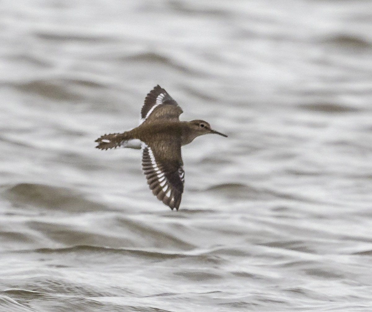 Common Sandpiper - ML642517639
