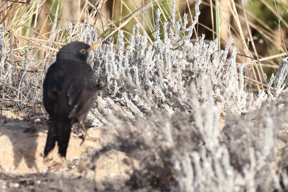 Eurasian Blackbird - ML642517640