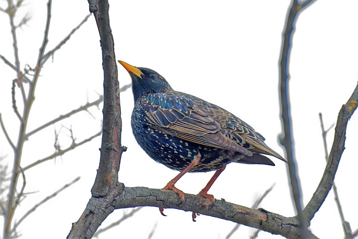 European Starling - ML642517641