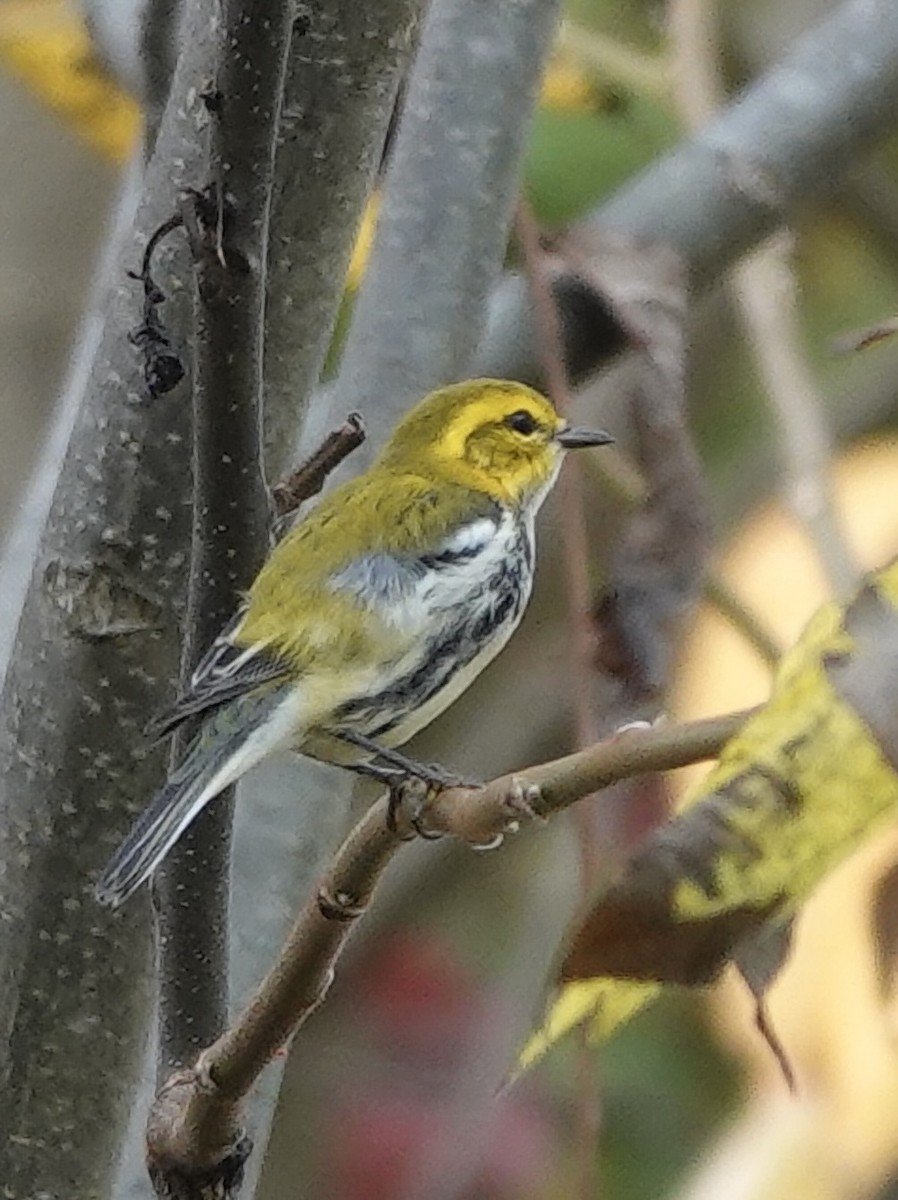 Magnolia Warbler - ML642517642