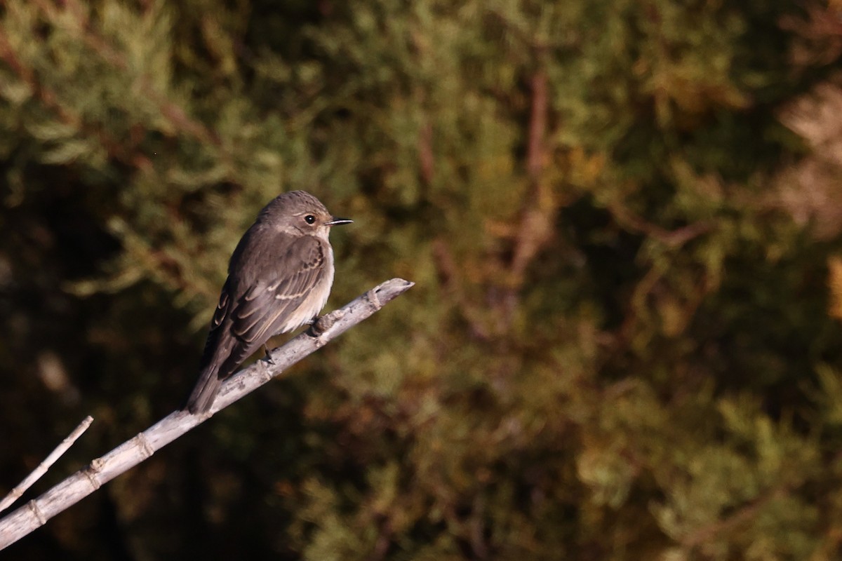 Spotted Flycatcher - ML642517643