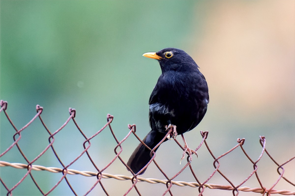 Eurasian Blackbird - ML642517644