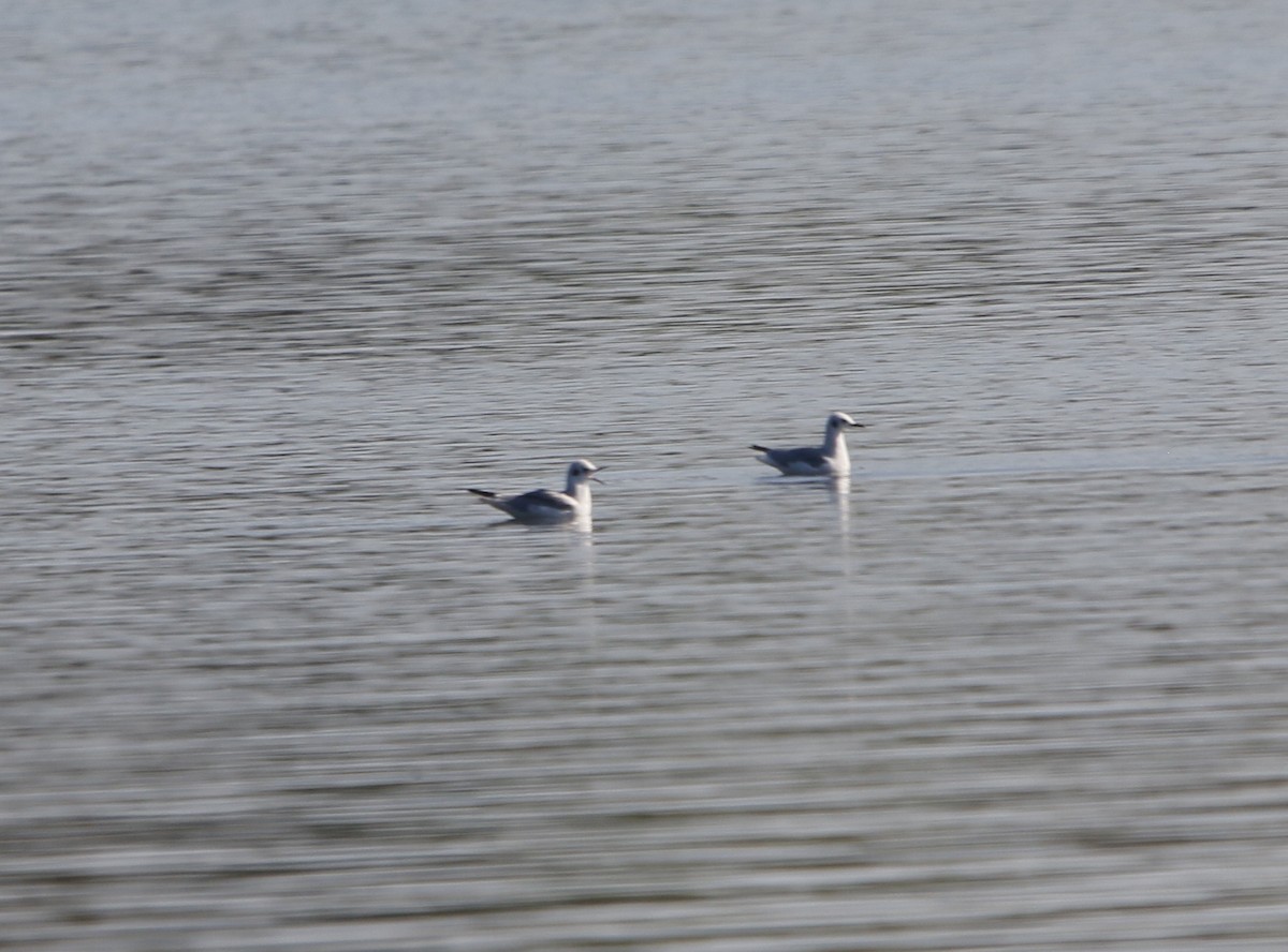 Bonaparte's Gull - ML642517645