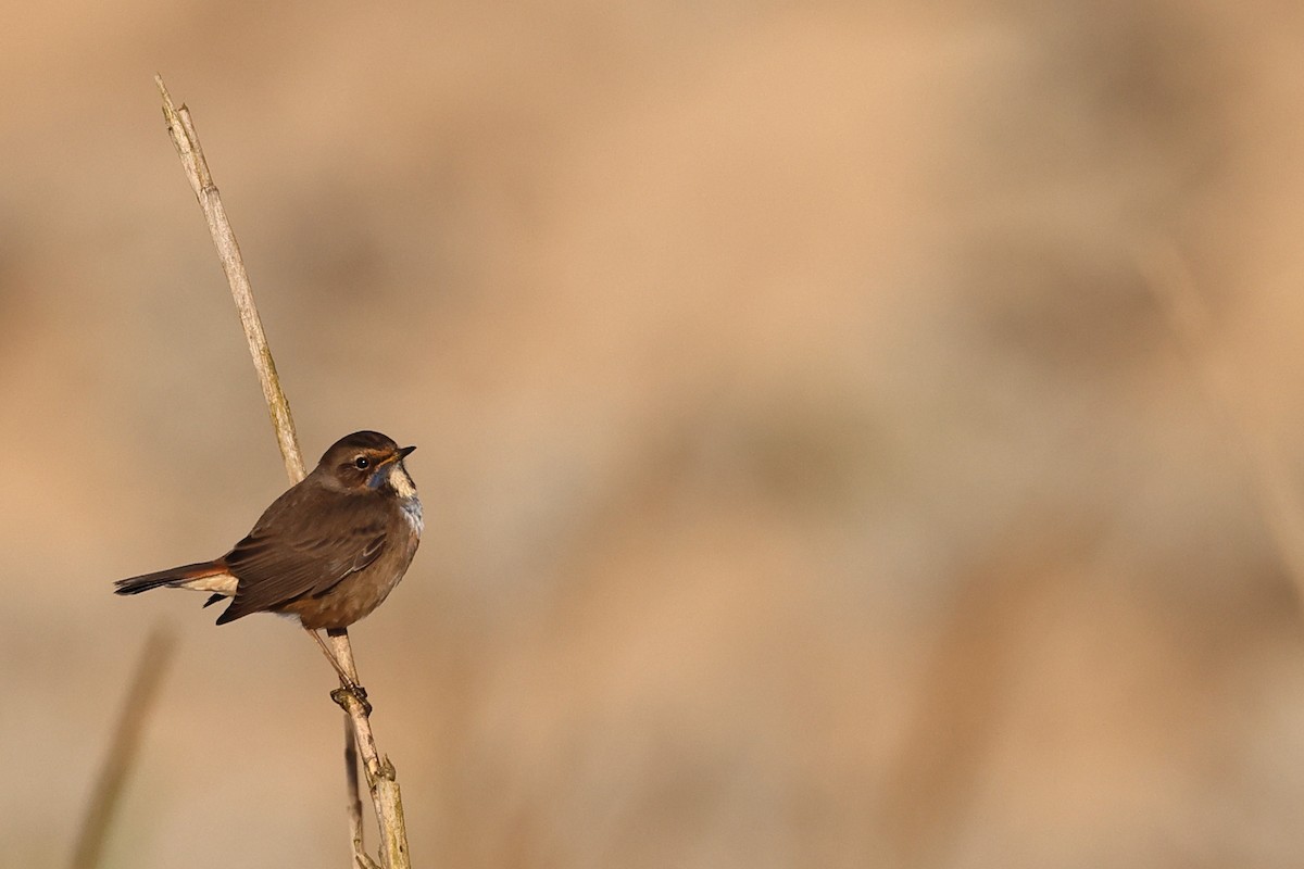 Bluethroat - ML642517646