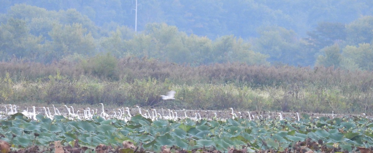 Great Egret - ML642517647