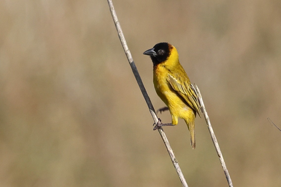 Black-headed Weaver - ML642517648