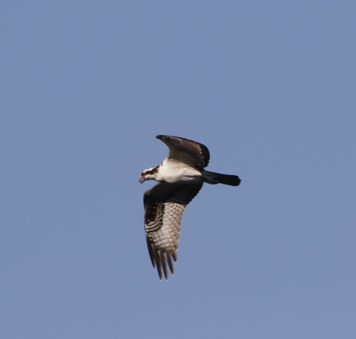 Osprey - ML642517649