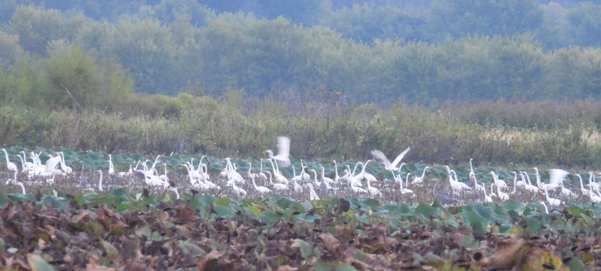 Great Egret - ML642517650
