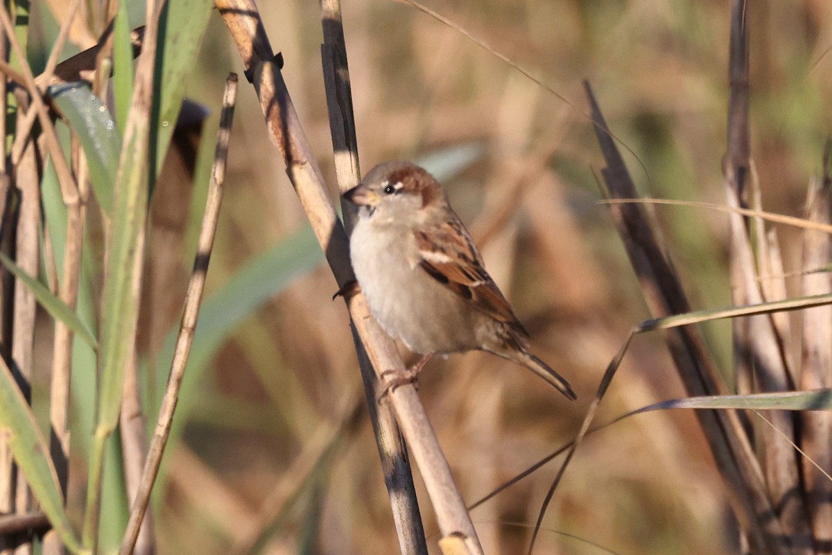 House Sparrow - ML642517652
