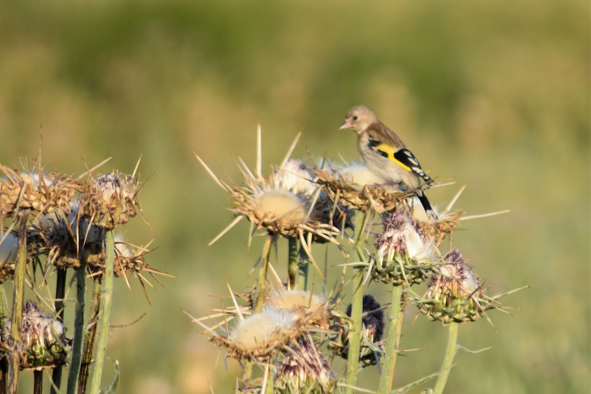 European Goldfinch - ML642517662
