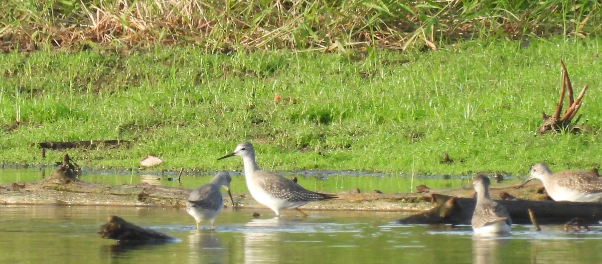 Greater Yellowlegs - ML642517671