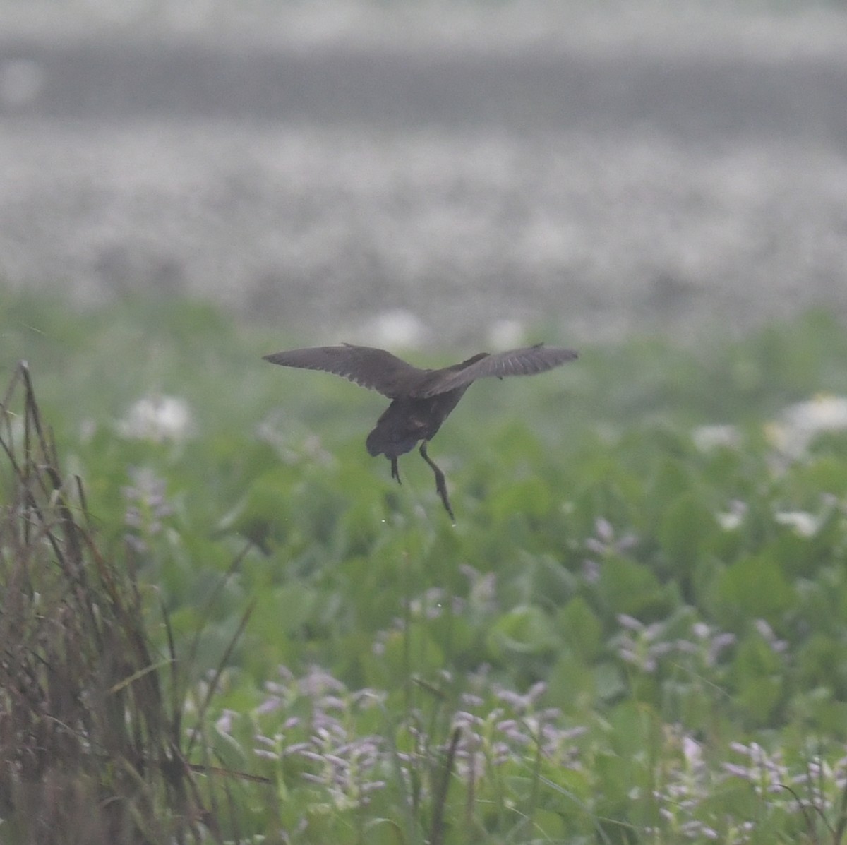 Brown Crake - ML642517678