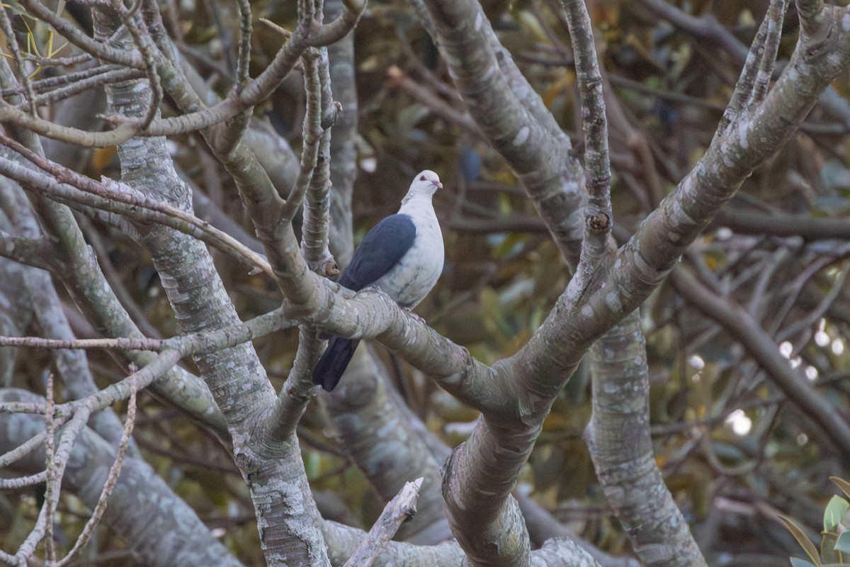 White-headed Pigeon - ML642517684