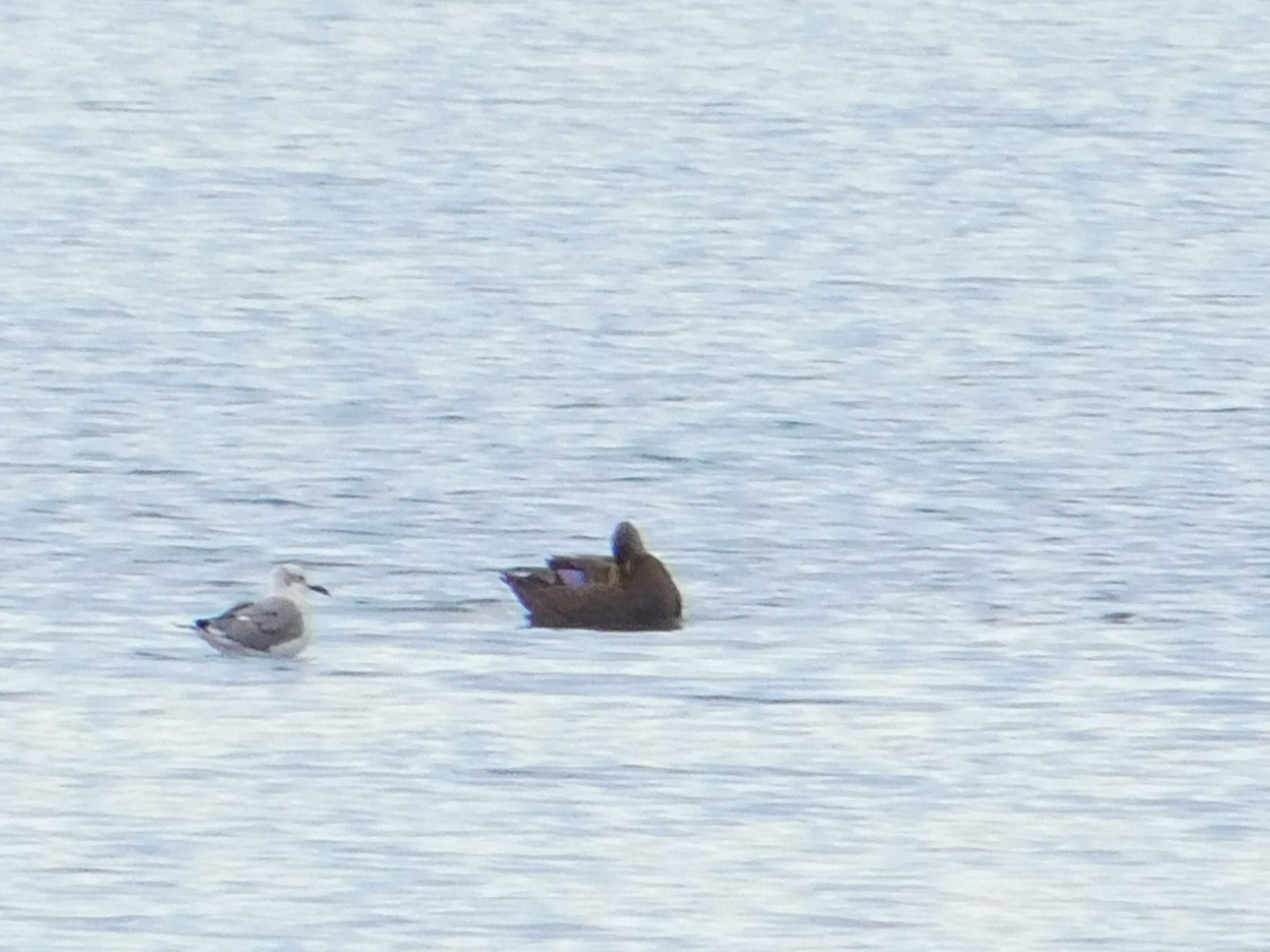 American Black Duck - ML642517705