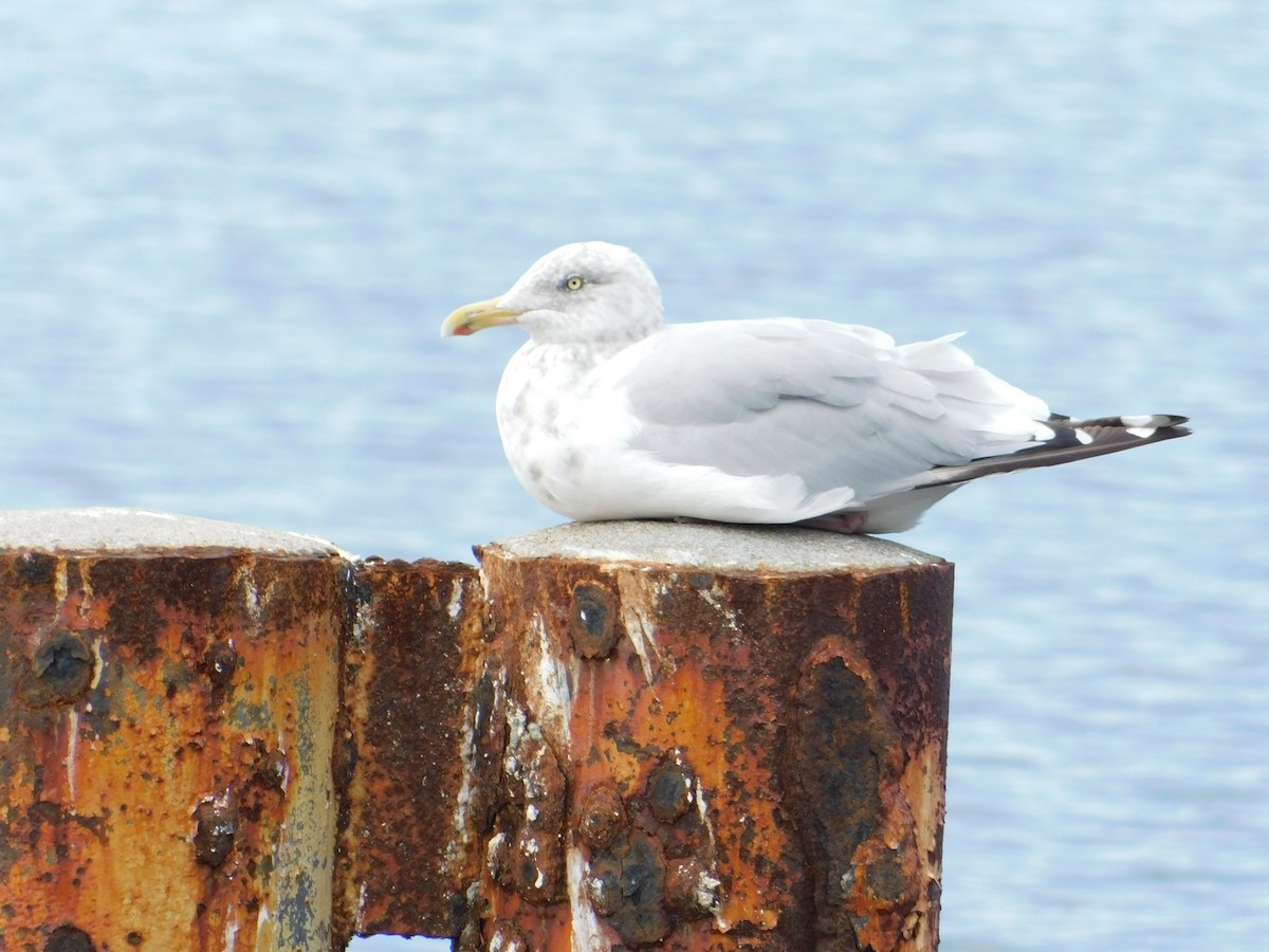 American Herring Gull - ML642517710