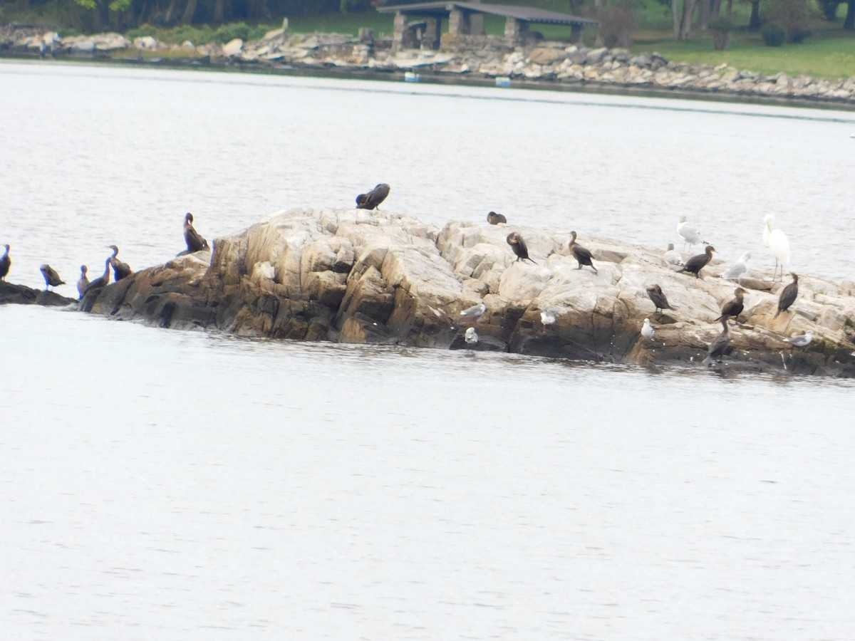 Double-crested Cormorant - ML642517713
