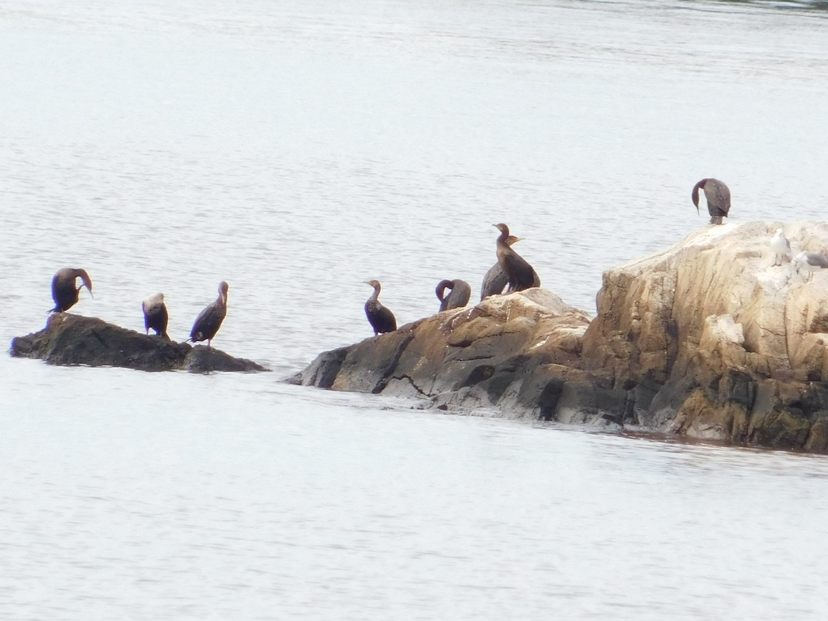 Double-crested Cormorant - ML642517715