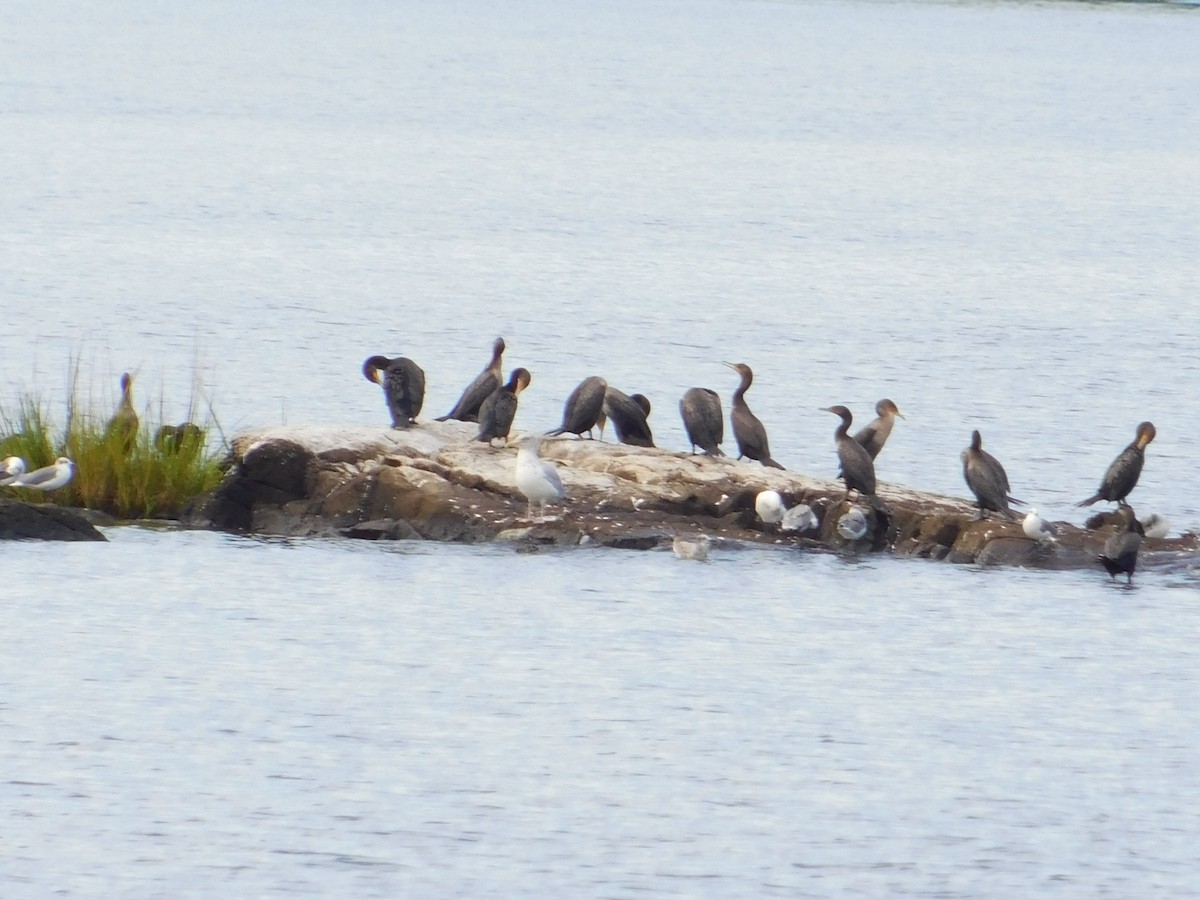 Double-crested Cormorant - ML642517716