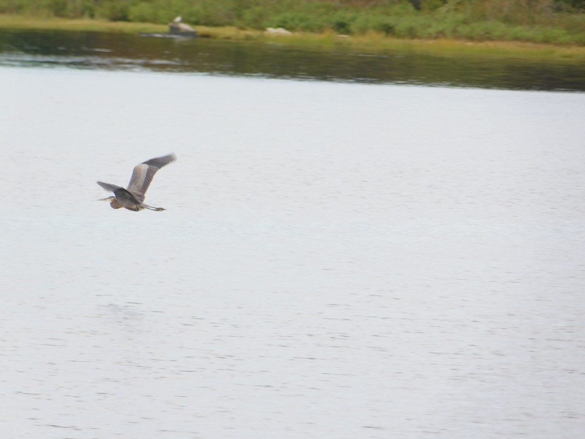 Great Blue Heron - ML642517731