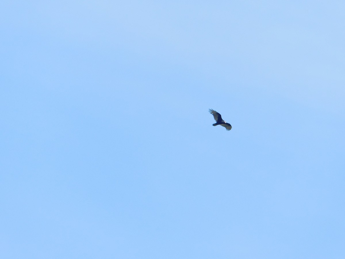 Turkey Vulture - ML642517736