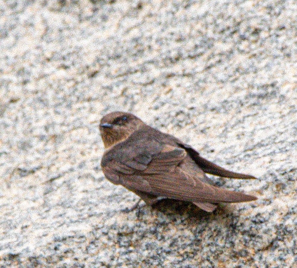 Dusky Crag-Martin - ML642517777