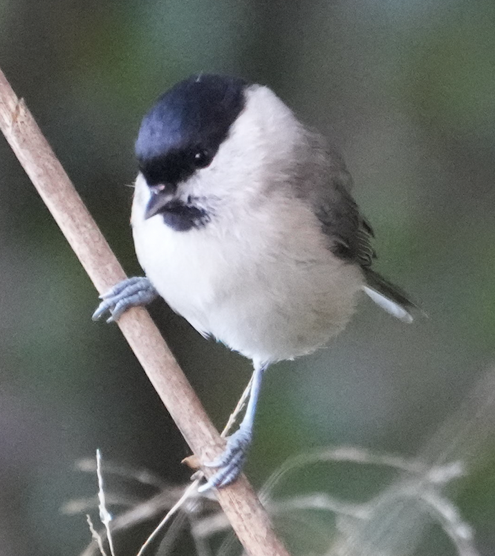 ハシブトガラ - ML642517781