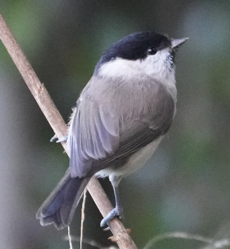 ハシブトガラ - ML642517782