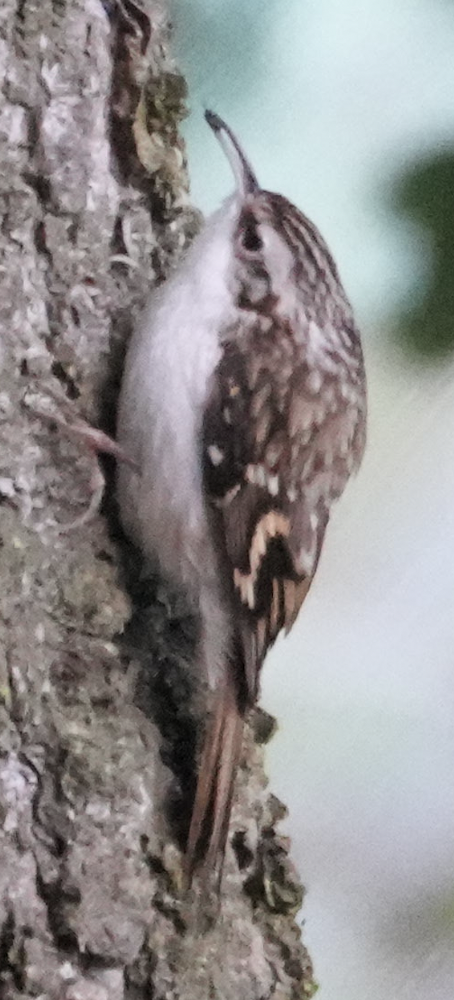 キバシリ - ML642517792