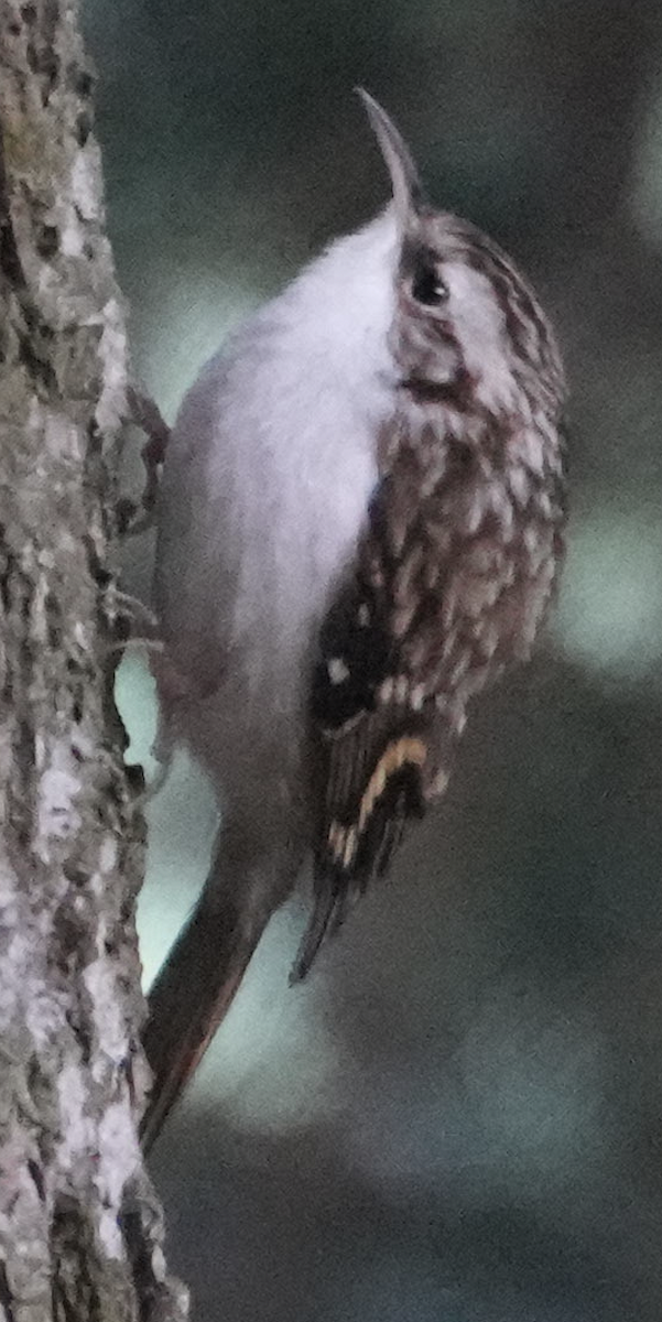 キバシリ - ML642517793