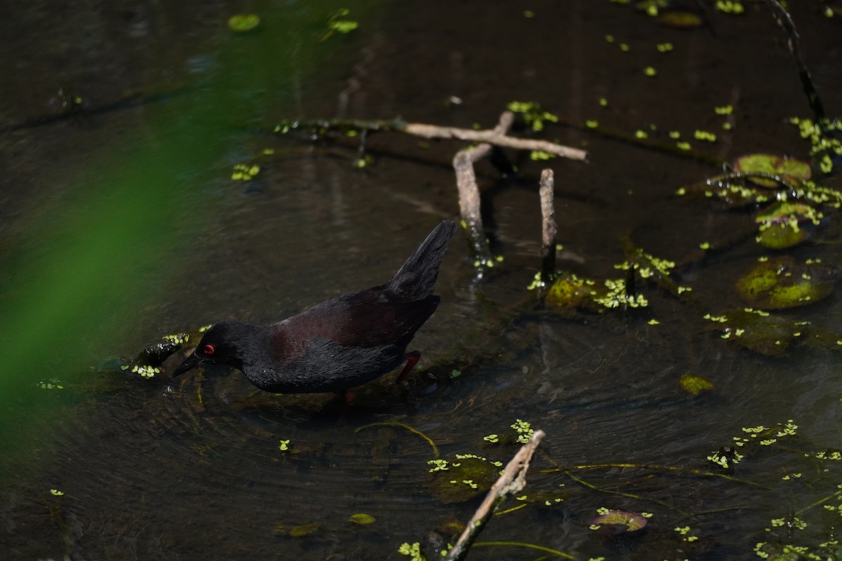 Spotless Crake - ML642517794
