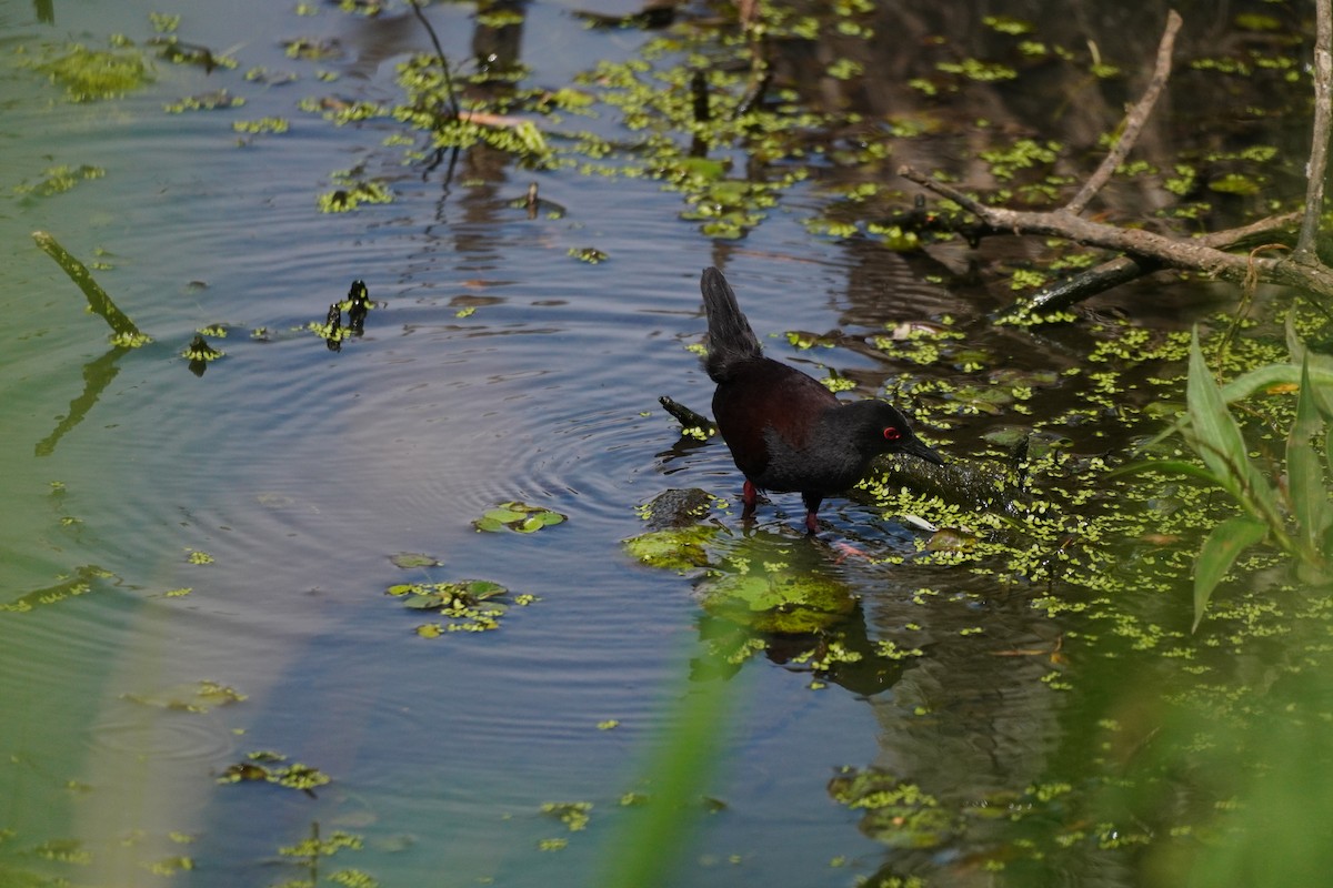 Spotless Crake - ML642517795