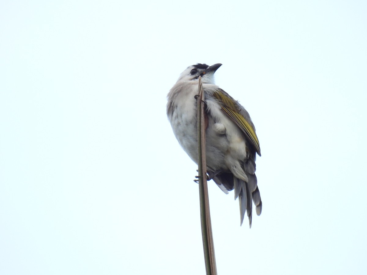 Light-vented x Styan's Bulbul (hybrid) - ML642517837