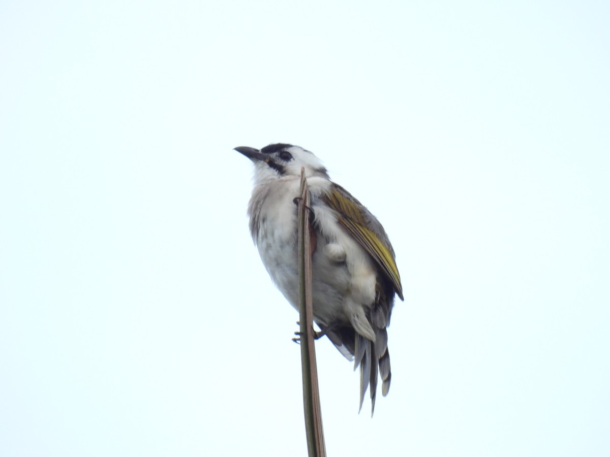 Light-vented x Styan's Bulbul (hybrid) - ML642517838