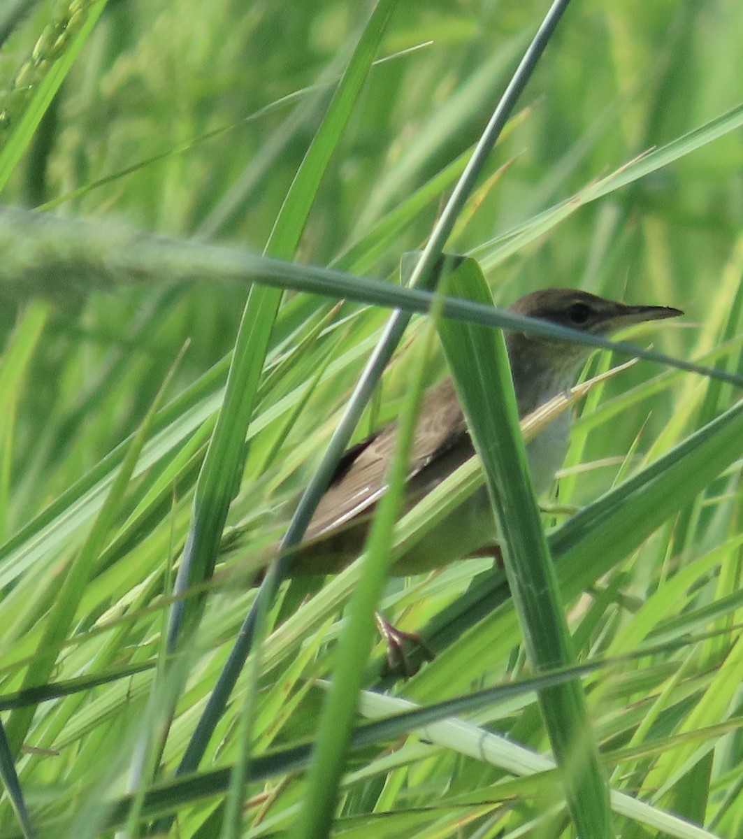 Middendorff's Grasshopper Warbler - ML642517851