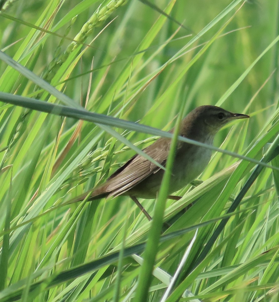 Middendorff's Grasshopper Warbler - ML642517852